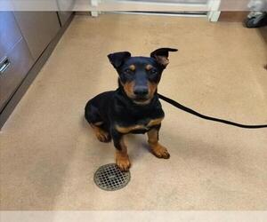 Doberman Pinscher Dogs for adoption in Norco, CA, USA