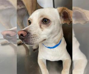 Chihuahua-Unknown Mix Dogs for adoption in Riverside, CA, USA