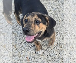 Plott Hound-Unknown Mix Dogs for adoption in Oakhurst, NJ, USA