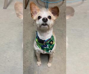 Chihuahua-Unknown Mix Dogs for adoption in Rootstown, OH, USA