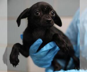 Pug-Unknown Mix Dogs for adoption in San Antonio, TX, USA