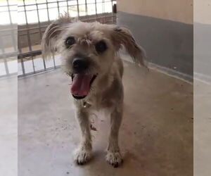 Mutt Dogs for adoption in PIPE CREEK, TX, USA