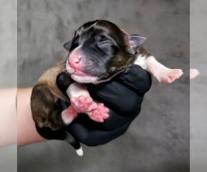 American Pit Bull Terrier-German Shepherd Dog Mix Dogs for adoption in San Bernardino, CA, USA