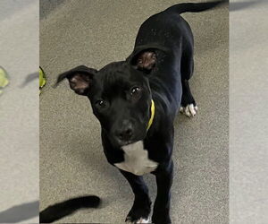 Borador Dogs for adoption in Sterling, MA, USA