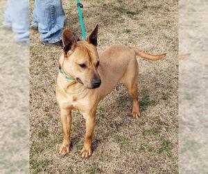 Mutt Dogs for adoption in Seaford, DE, USA