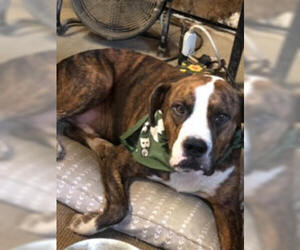 Boxer Dogs for adoption in Mobile, AL, USA