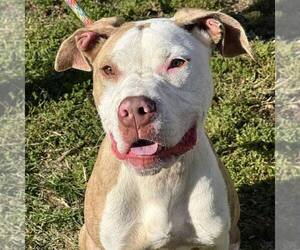 Mutt Dogs for adoption in Martinsburg, WV, USA