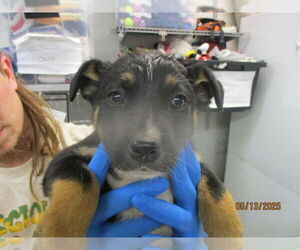 German Shepherd Dog-Unknown Mix Dogs for adoption in Oklahoma City, OK, USA