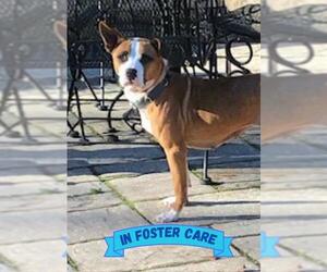 Boxer-Feist Terrier Mix Dogs for adoption in Tallahassee, FL, USA