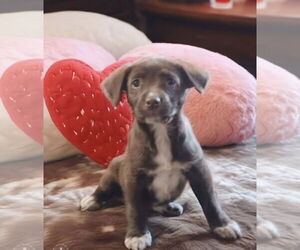 Australian Shepherd-Chocolate Labrador retriever Mix Dogs for adoption in Westwood, NJ, USA