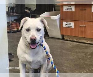 Labrador Retriever-Unknown Mix Dogs for adoption in Santa Cruz, CA, USA