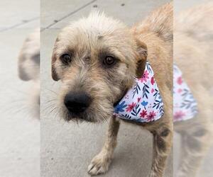 Cairn Terrier Dogs for adoption in Tulsa, OK, USA