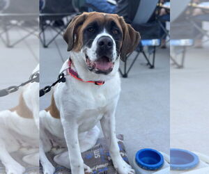 Saint Bernard-Unknown Mix Dogs for adoption in Omaha, NE, USA
