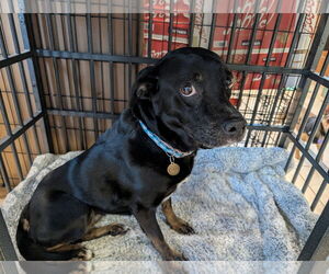 Chihuahua-Labrador Retriever Mix Dogs for adoption in Aurora, CO, USA