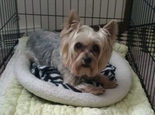 Silky Terrier Dogs for adoption in Strongsville, OH, USA