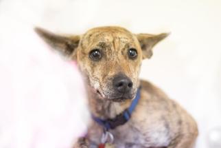 Mutt Dogs for adoption in Mountain Home, AR, USA