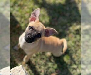 Chug Dogs for adoption in Katy, TX, USA