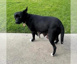 Chihuahua-Unknown Mix Dogs for adoption in San Diego, CA, USA
