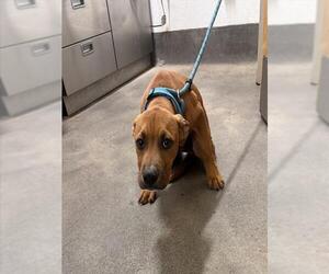 Mutt Dogs for adoption in Forestville, MD, USA