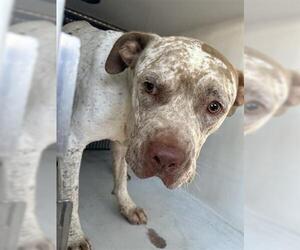 American Bulldog-Unknown Mix Dogs for adoption in Houston, TX, USA