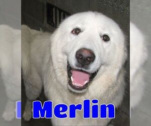 Great Pyrenees Dogs for adoption in Lawrenceburg, KY, USA