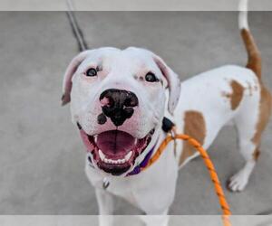 American Pit Bull Terrier-Unknown Mix Dogs for adoption in Denver, CO, USA