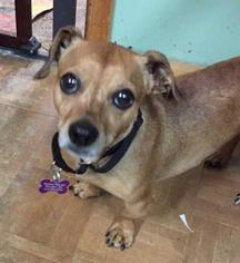 Chiweenie Dogs for adoption in Chicopee, MA, USA