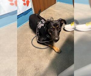 Labrottie Dogs for adoption in Houston, TX, USA