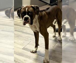 Boxer-Unknown Mix Dogs for adoption in Redlands, CA, USA