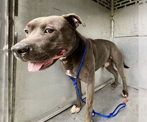 American Pit Bull Terrier-Unknown Mix Dogs for adoption in Waco, TX, USA