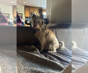 Silky Terrier-Unknown Mix Dogs for adoption in San Diego , CA, USA