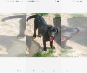 Basset Hound-Labrador Retriever Mix Dogs for adoption in Morgantown, IN, USA