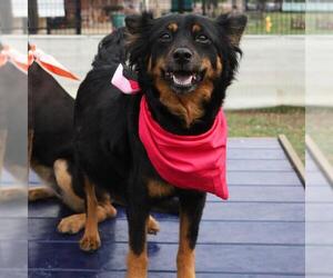 Mutt Dogs for adoption in San Antonio, TX, USA