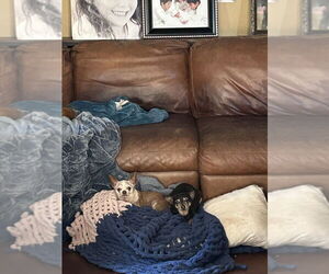 Chihuahua Dogs for adoption in San Diego , CA, USA