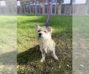 Mutt Dogs for adoption in Redlands, CA, USA