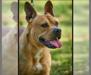 Bulldog-Dogue de Bordeaux Mix Dogs for adoption in Mt. Laurel, NJ, USA