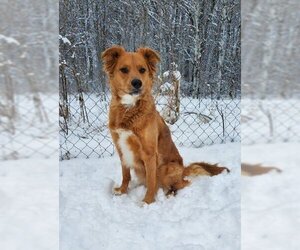 Golden Retriever Dogs for adoption in Lake City, MI, USA