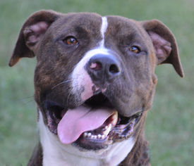 Bullmastiff Dogs for adoption in Englewood, FL, USA