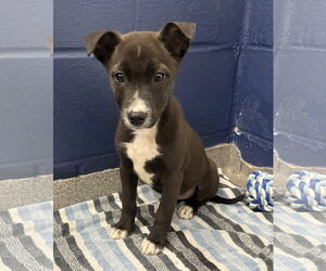 Mutt Dogs for adoption in Sterling, MA, USA