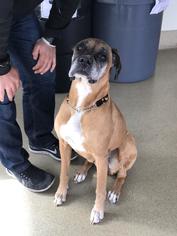 Boxer Dogs for adoption in Dana Point, CA, USA