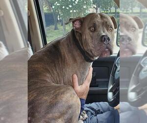 American Staffordshire Terrier Dogs for adoption in Fort Lauderdale, FL, USA