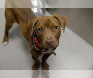 Boxador Dogs for adoption in Denver, CO, USA