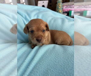 Dachshund-Unknown Mix Dogs for adoption in San Diego , CA, USA