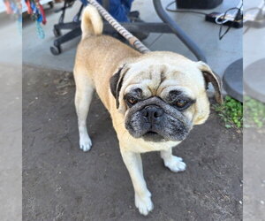 Pug Dogs for adoption in Long Beach, CA, USA