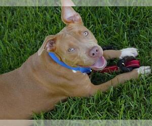 American Staffordshire Terrier-Unknown Mix Dogs for adoption in Tallahassee, FL, USA