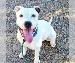 American Bulldog Dogs for adoption in Phoenix, AZ, USA