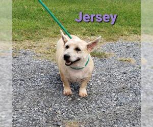 Cairn Terrier Dogs for adoption in Seaford, DE, USA