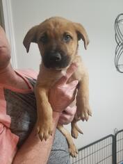 Medium Photo #1 Labrador Retriever Puppy For Sale in Troy, IL, USA