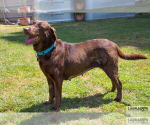 Labrador Retriever Dogs for adoption in Clovis, CA, USA