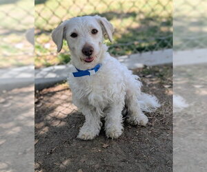 Mutt Dogs for adoption in Riverside, CA, USA